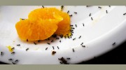 Bugs Be Gone Pest Control Service