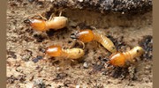 Moat Termite & Pest Control