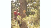 Todd's Marietta Tree Services