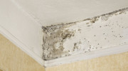 Mold Pro Of Idaho